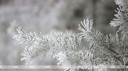 Когда в Беларуси ждать первых ощутимых зимних морозов, рассказали синоптики 