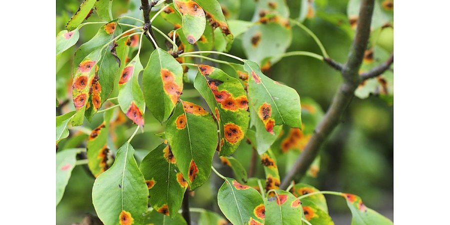 Отчего ржавеет груша и как бороться с этой напастью