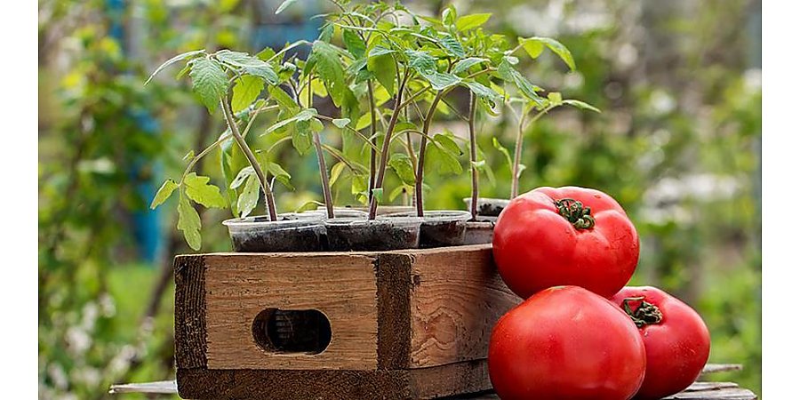 Рассада томатов за 22 дня