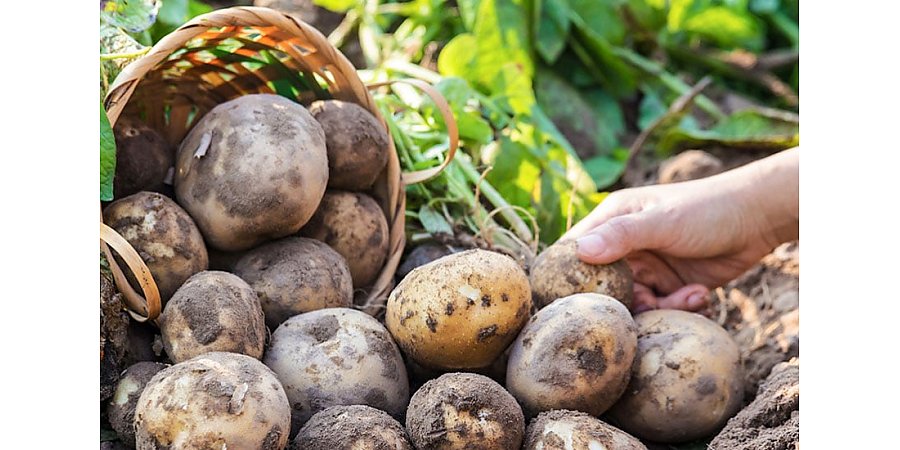 Чем обработать семенной картофель перед посадкой?