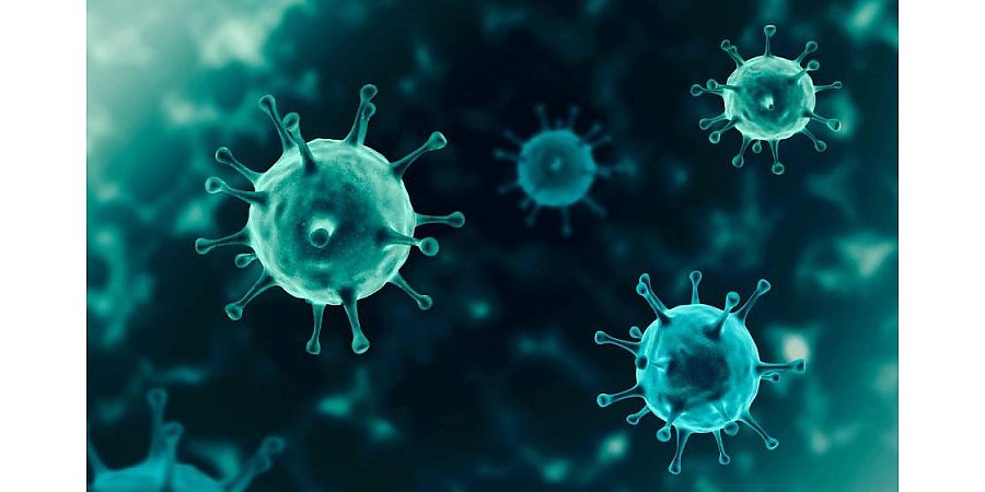 В Китае у летучих мышей обнаружили новый коронавирус