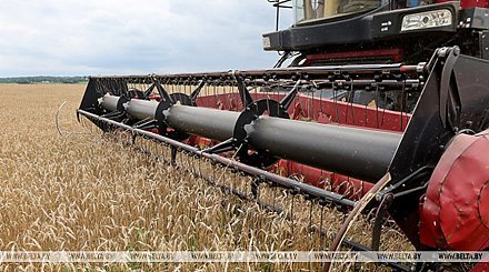 Свыше 10,2 млн тонн зерна с учетом рапса и кукурузы намолотили в Беларуси