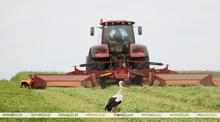 В Беларуси травы скошены почти на половине площадей