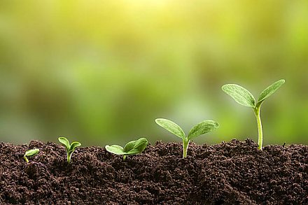 Знаете ли вы о том, как глубина посева семян влияет на урожайность?