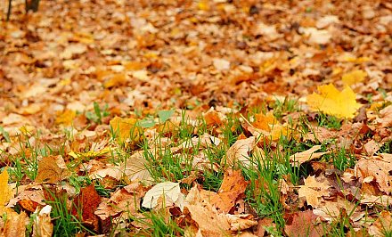 Можно ли сжигать опавшие листья на участках