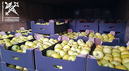 Свыше 100 тонн яблок и груш везли из Беларуси в Россию без документов