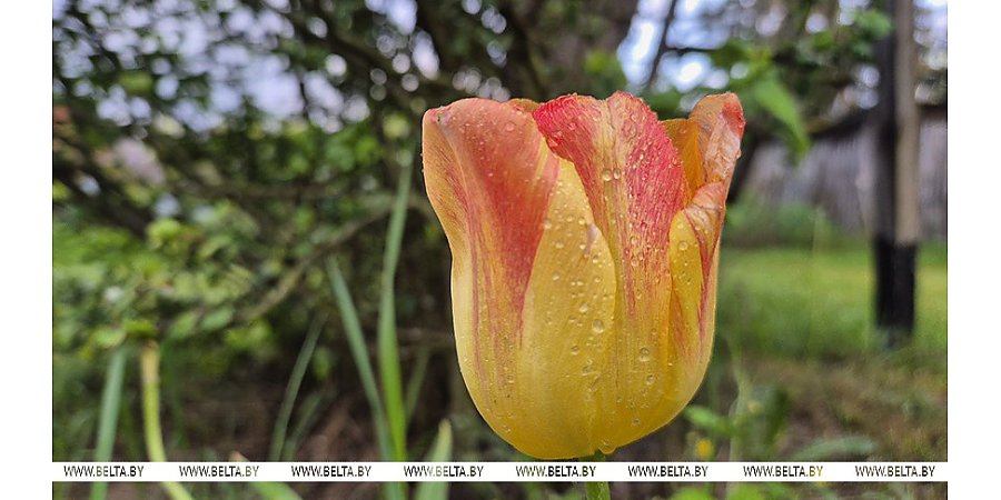 До +27°С ожидается сегодня в Беларуси