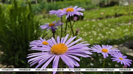 Тепло и дождливо будет сегодня в Беларуси