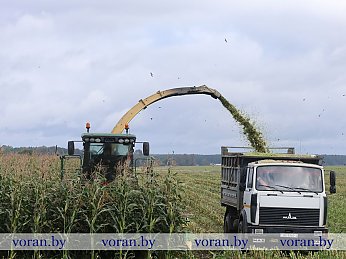 Кукурузный марафон. На полях Вороновского района набирает обороты зеленый конвейер