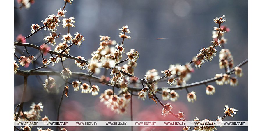 Облачно и без осадков. Чем порадует погода 25 марта, рассказали синоптики
