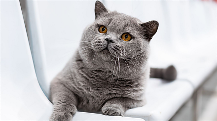 Белорусский британец вошел в тройку самых красивых котов мира