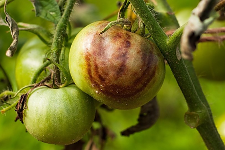 Как бороться с фитофторозом народными методами