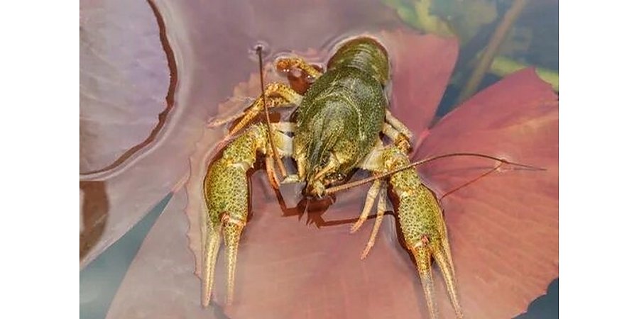 Один под защитой, другой – в тарелку: Как законно ловить раков в Беларуси этим летом