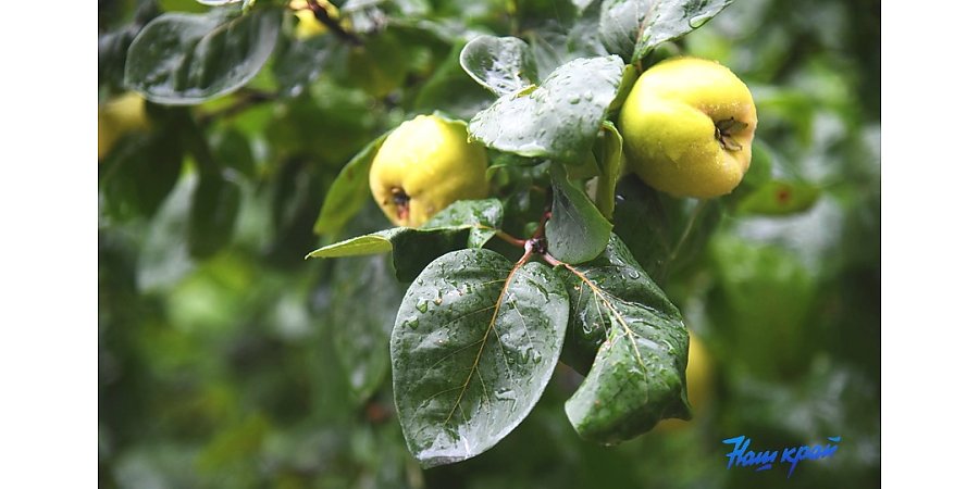 Главная осенняя обработка деревьев: когда и как ее правильно проводить