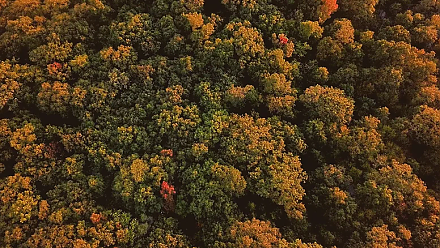 Народные приметы на 16 октября: как осина помогала отвадить нечисть