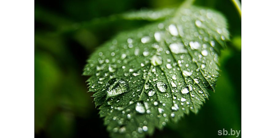 Погода в Беларуси 5 июня: оранжевый уровень опасности из-за гроз и шквалистого ветра и от +10 °С до +31 °С