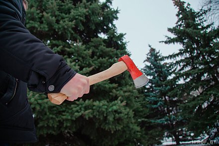 За незаконную вырубку ели – штраф более 12 тысяч рублей