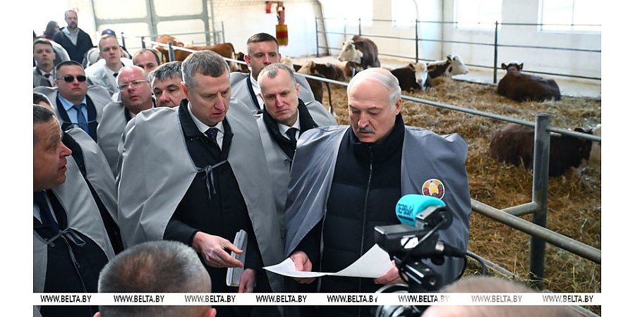 Белорусские животноводы нащупали "золотую жилу". Александр Лукашенко изучил точки роста и поручил ускориться