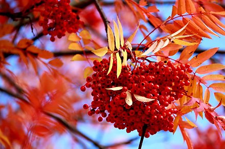 Народный календарь. Как в Фомин день, 19 октября, избежать убытков в семье