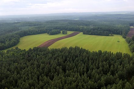 Беларусь в первой десятке лесных государств Европы: Белстат представил цифровой портрет 