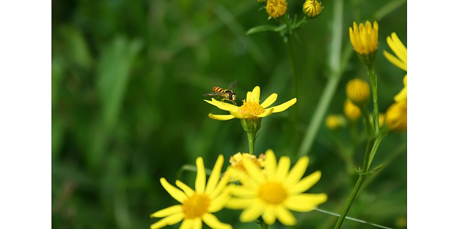 Стихия сбавляет обороты: в большинстве районов – без осадков. Погода 12-14 июля