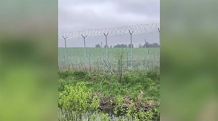 Еще два лося погибли на границе из-за литовской "колючки"