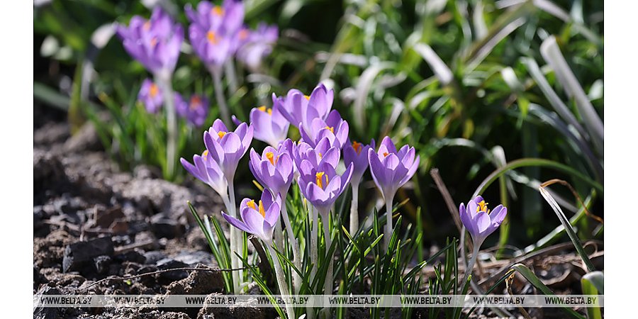 Март 2026 года может стать самым теплым и сухим за все время метеонаблюдений