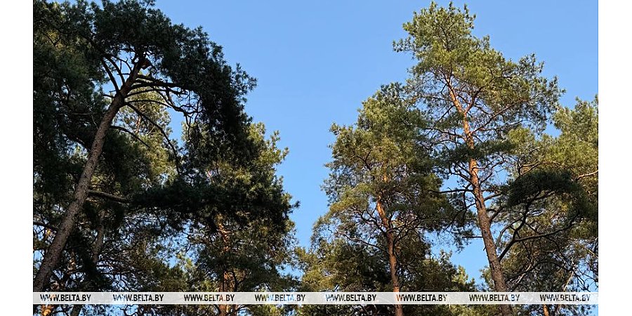 Ограничения на посещение лесов действуют в 17 районах Беларуси