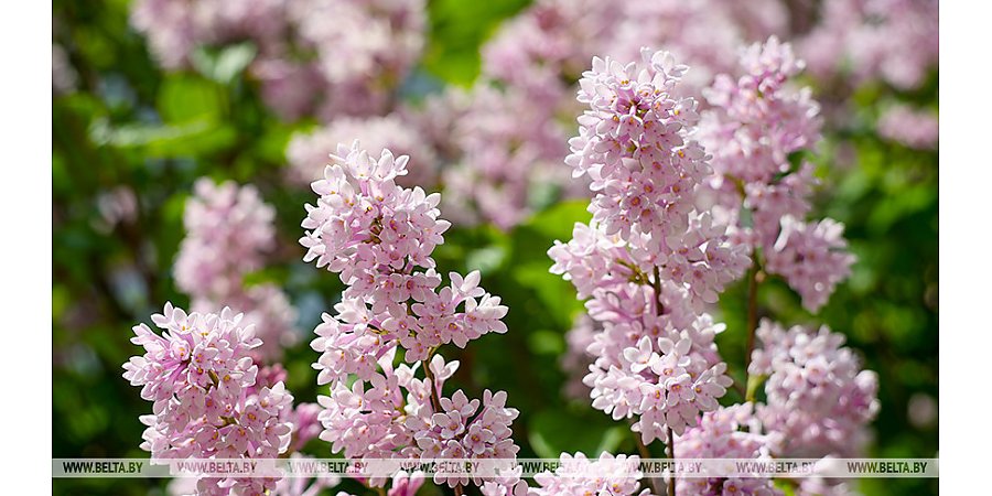В Беларуси продолжается цветение сирени. В Минприроды напомнили о штрафах за повреждение кустов