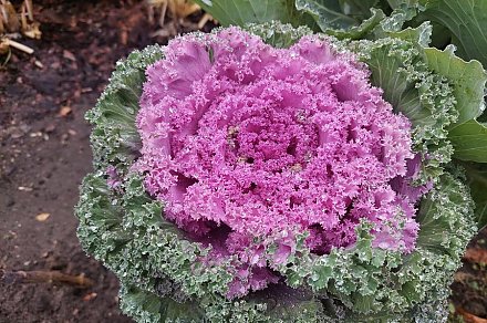 Брассика: как украсить свой участок необычной декоративной капустой