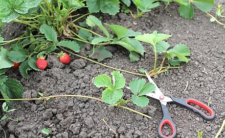 Обрезаем усы… у клубники