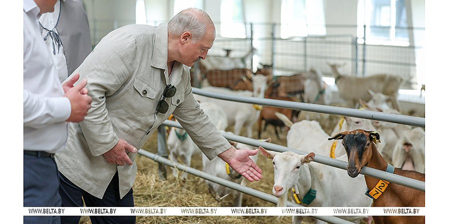 Подобные хозяйства Лукашенко еще не посещал: чем его удивила ферма в Могилеве и где прячутся живые деньги