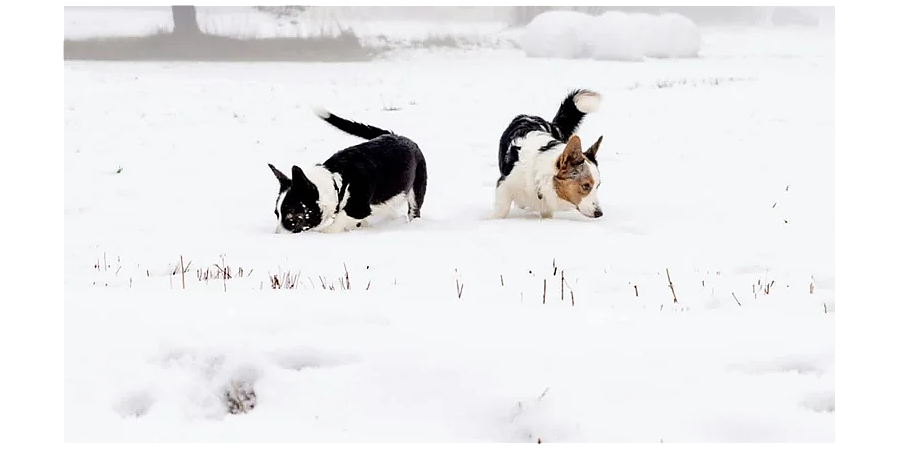 В Васильев день запеките дичь с яблоками: народные приметы на 12 февраля