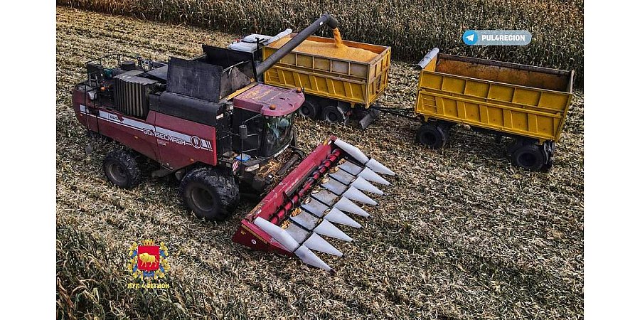 В Гродненской области продолжают убирать кукурузу. Урожай радует