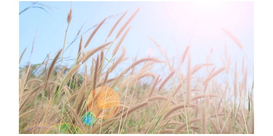 Народные приметы на 20 августа: что можно и нельзя делать в этот день