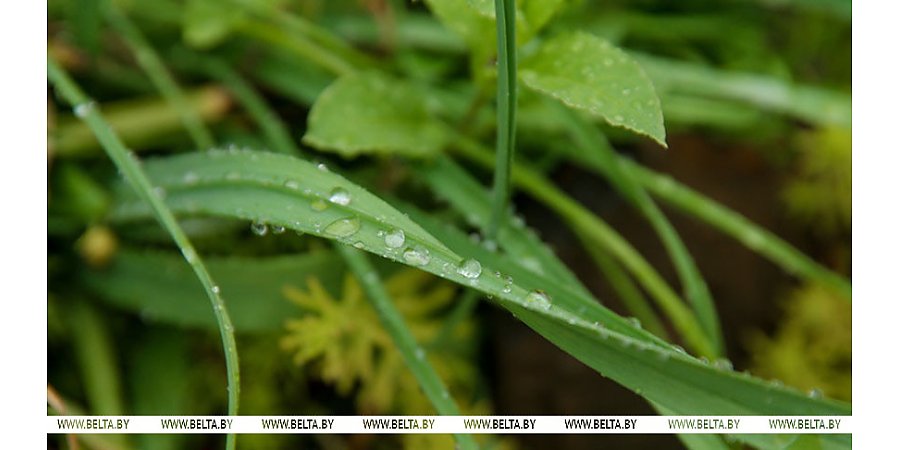 Жара до +32°С, кратковременные дожди и грозы ожидаются сегодня в Беларуси