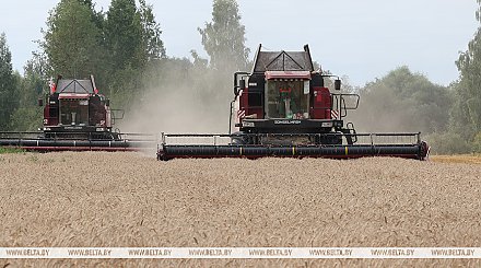 В Беларуси намолотили 8,8 млн тонн зерна 