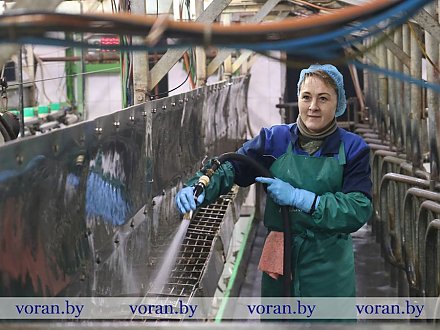 Секреты большого молока раскрыли на молочно-товарном комплексе «Поволока» в КСУП «Больтишки»