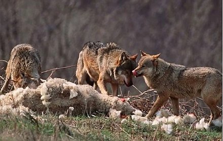 Будьте осторожны! В окрестностях Жирмунского сельсовета активизировались волки