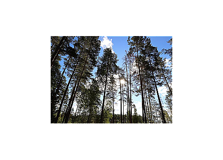 В 13 районах Гродненской области ограничено посещение лесов