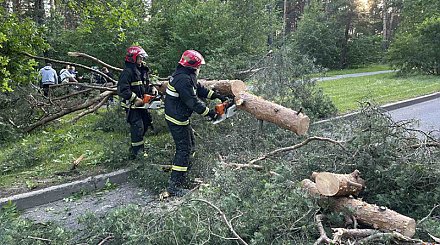 Упавшие деревья и 670 населенных пунктов без электричества. Последствия непогоды ликвидируют в Беларуси