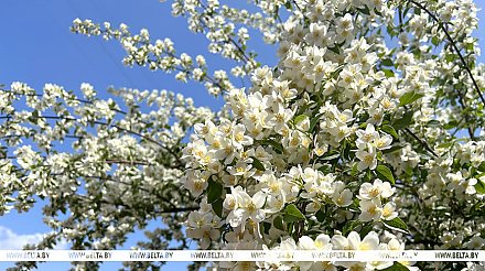 Жара до +35°С прогнозируется 3 июля в Беларуси