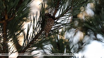 Ограничения на посещение лесов сохраняются в 68 районах Беларуси