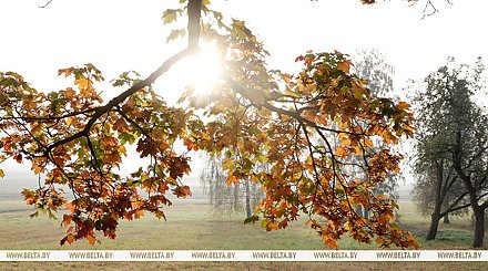 Без существенных осадков и до +13°С будет сегодня в Беларуси