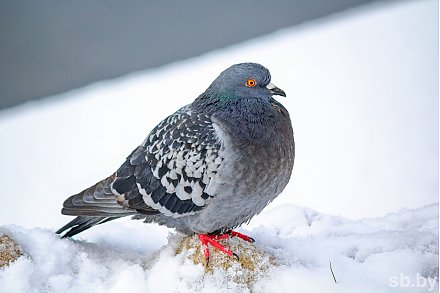 Зимний характер погоды сохранится на следующей неделе. Рябов – о погоде в Беларуси с 5 по 11 января