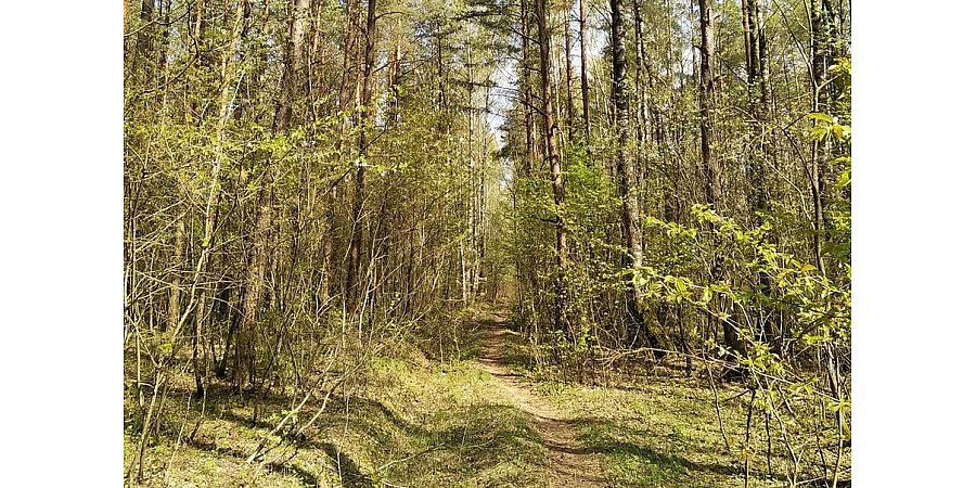 16 марта в Беларуси стартует добровольная кампания «Лес! Дабро! Парадак!»