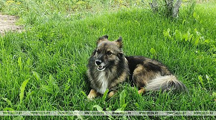 Какие документы нужны для регистрации домашнего животного, рассказали в МЖКХ