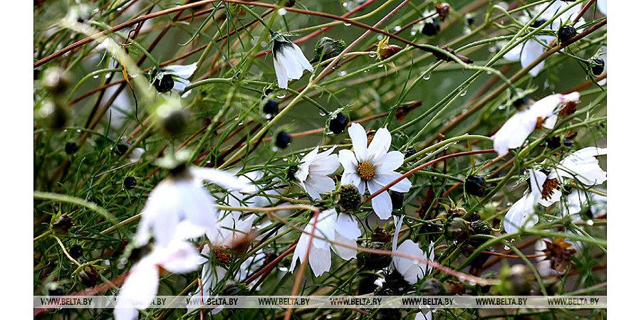 Дожди с грозами, туманы и до +27°С. Какой будет погода в Беларуси с 13 по 18 мая