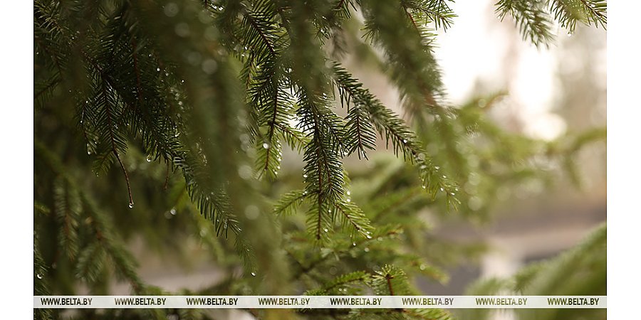 Дожди и до +22°С прогнозируют сегодня в Беларуси