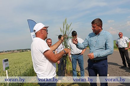 Штаб «на колесах». В Вороновском районе прошел традиционный объезд посевов сельскохозяйственных культур с участием председателя райисполкома Дмитрия Захарчука